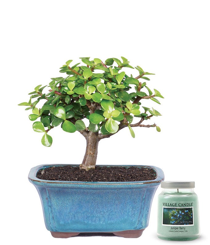 Succulent Jade Bonsai Tree with Candle