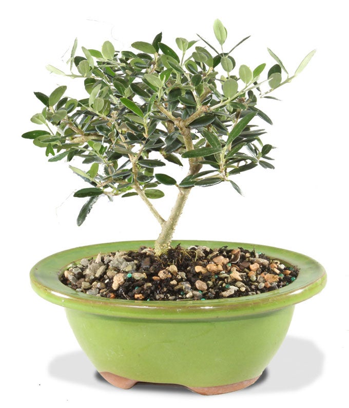 European Olive Potted Bonsai Plant