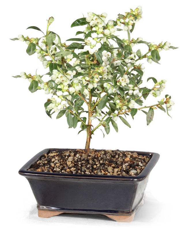 potted blueberry plant Dwarf Blueberry Outdoor Potted Bonsai Tree
