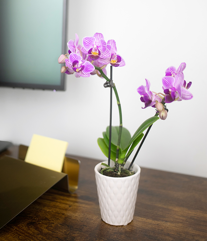lavender orchid plant Posh Purple Orchid Plant