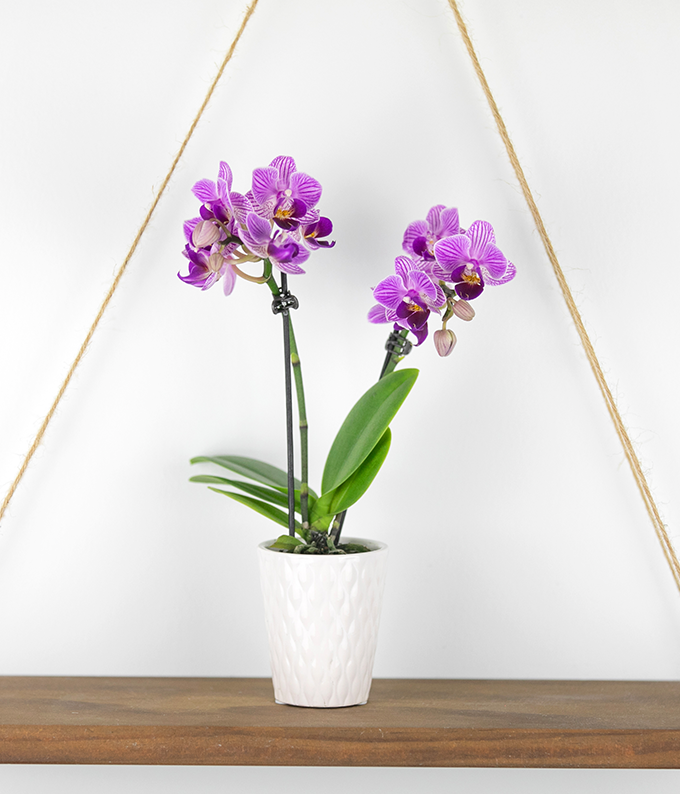 Posh Purple Orchid Plant