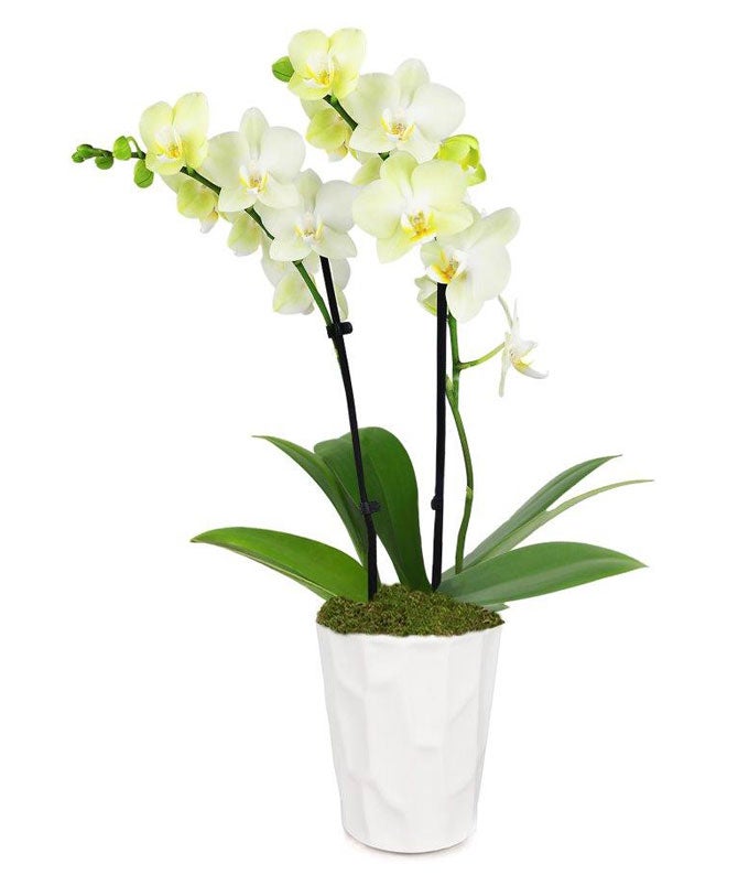 Lustrous Yellow Orchid Plant