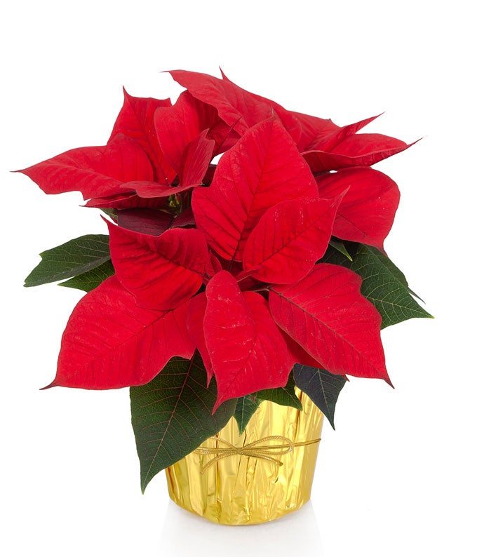 Golden Dreams Poinsettia