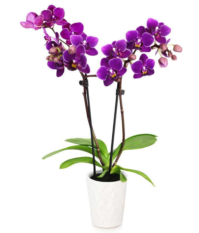 Seasonal Plant Subscription