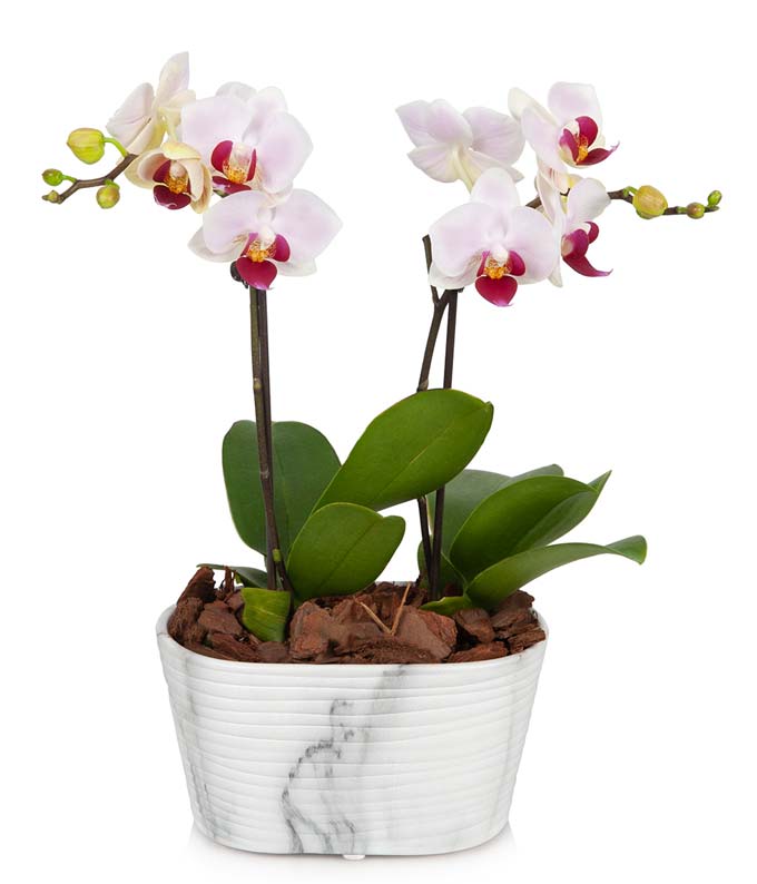 Rustic Blush Mini Orchid
