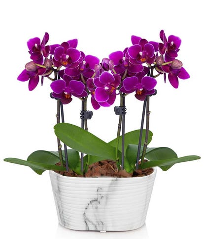 Purple orchid plant for delivery