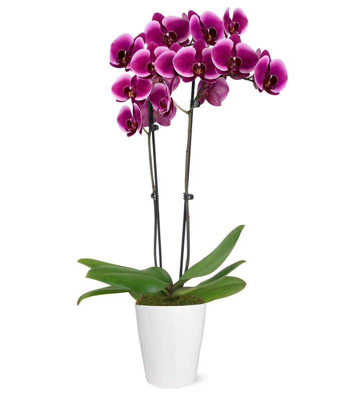 Royal Purple Orchid