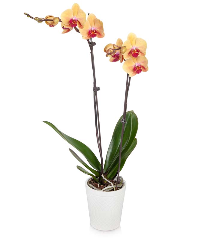 Peachy Keen Orchid