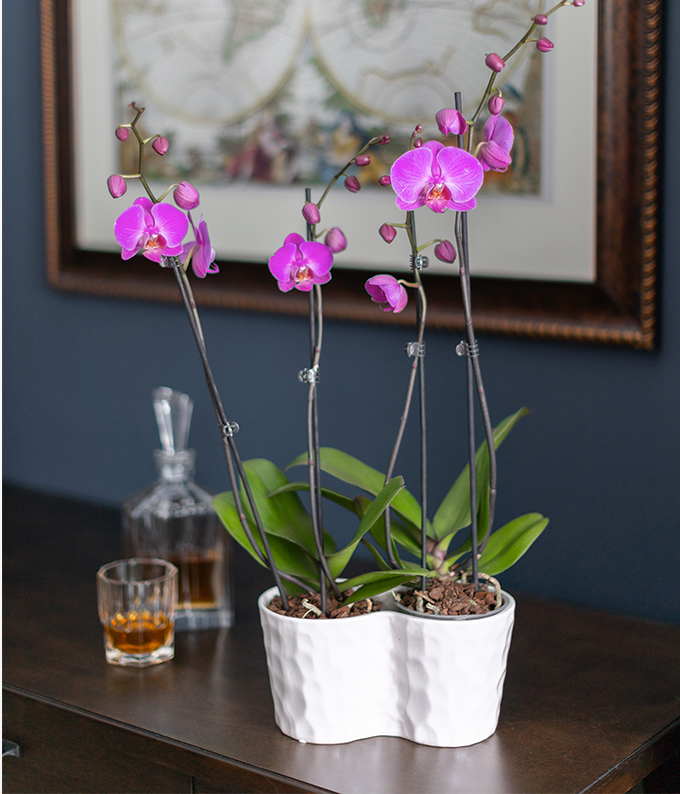 Sweet Love Orchid Plant