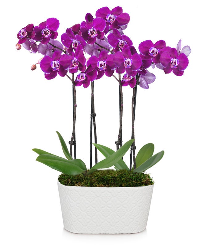 Radiant Purple Orchid Plant