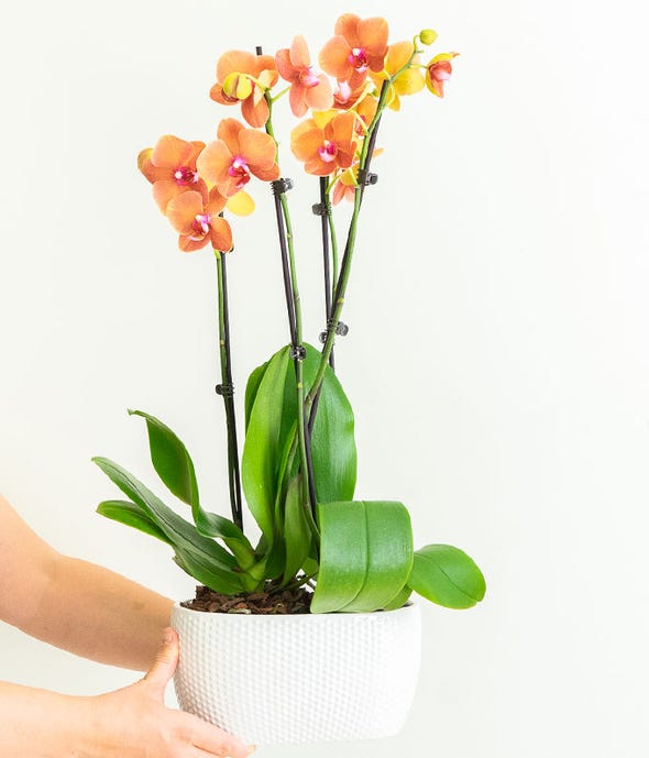Peach Orchid Plant