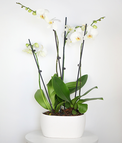 white orchid indoor plant Snowy White Orchid Plant