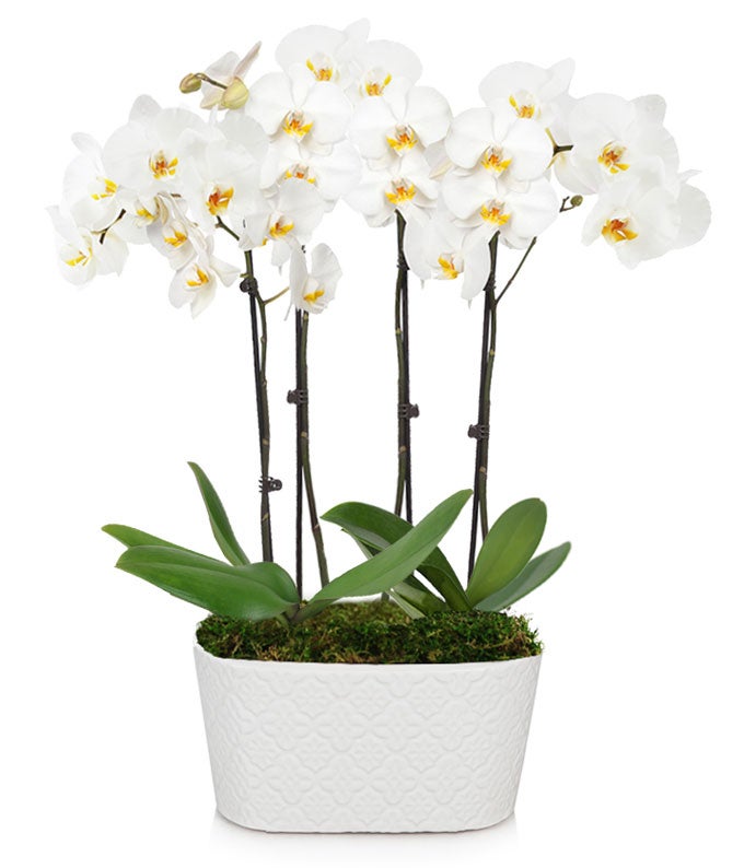 white orchid for delivery