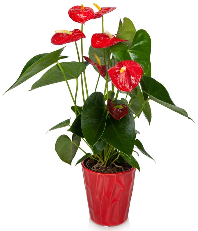 Vibrant Red Anthurium