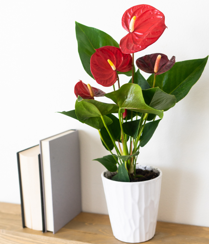 anthurium plant buy Anthurium Plant