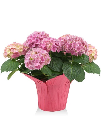 Mother&#39;s Day Pink Hydrangea Plant