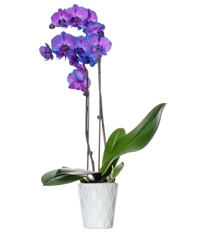 Magical Purple Orchid