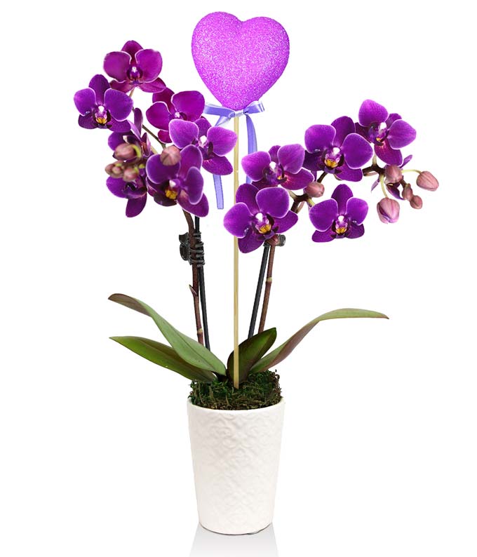 Magnificent Magenta Potted Orchid