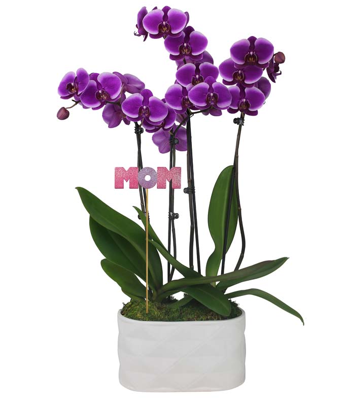 Beloved Mother&#39;s Day Orchid Garden