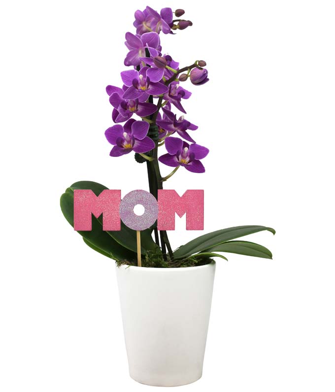 Mama Bear Potted Mini Orchid