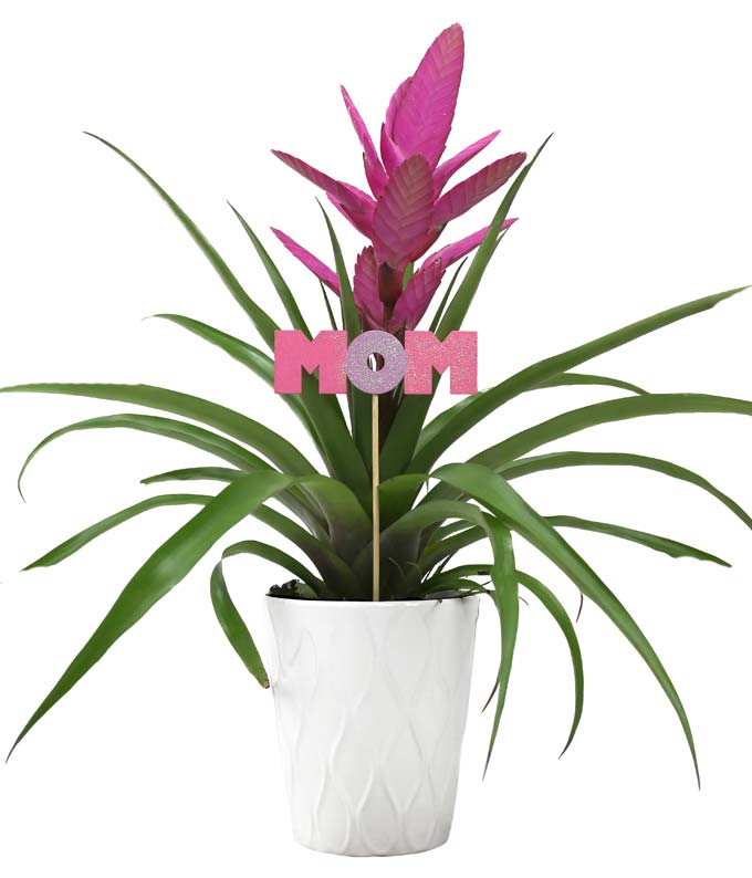 Mother&#39;s Day Tropical Potted Plant