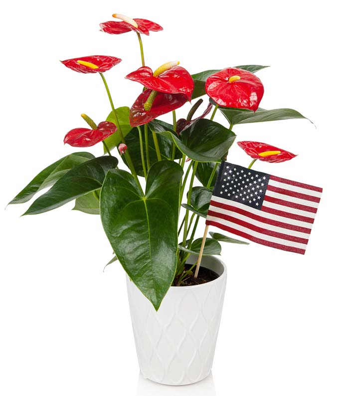 Patriotic Anthurium Plant