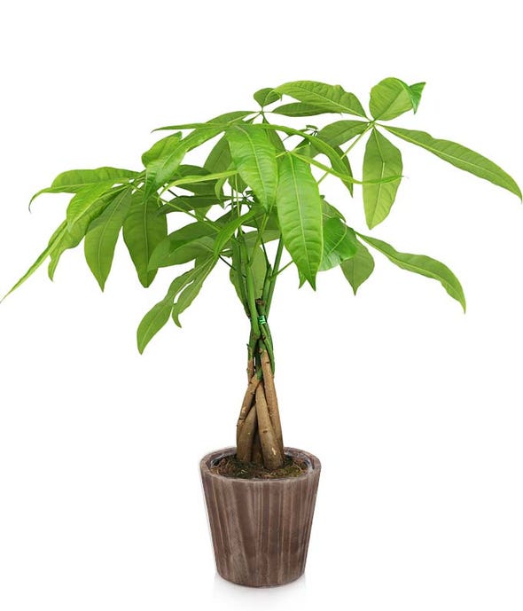 Braided Money Tree for delivery