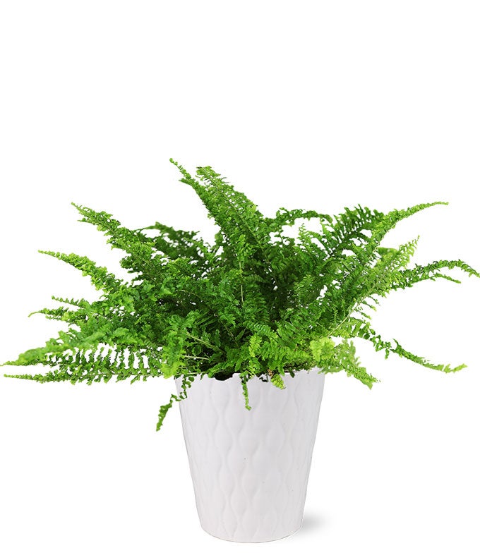 Ruffled Fern Indoor Planter