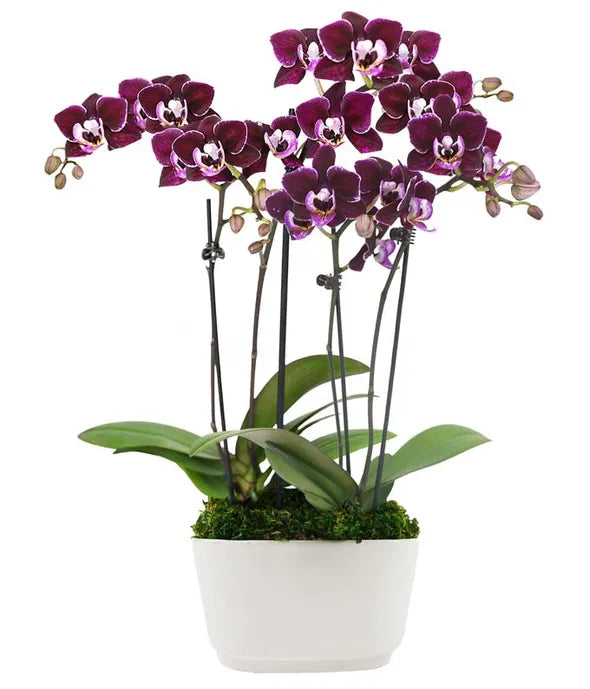 Valentine Purple Mini Orchids