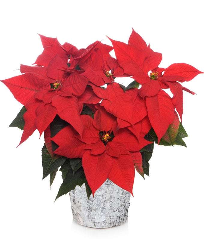 Holiday Cheer Birch Poinsettia