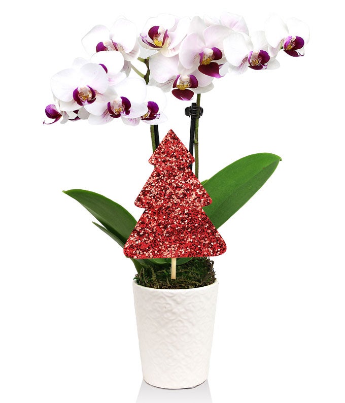 Pink Pops Mini Christmas Orchid