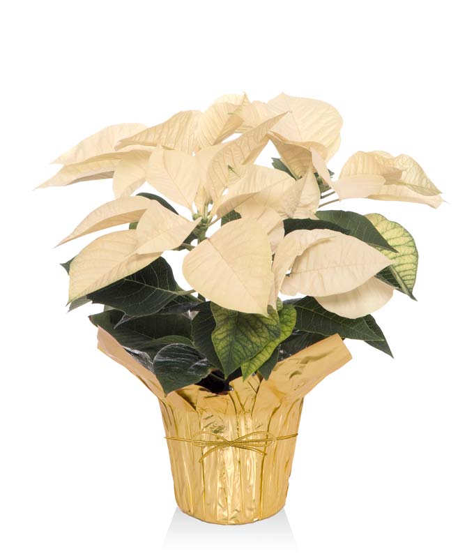 Whimsical White Poinsettia Plant