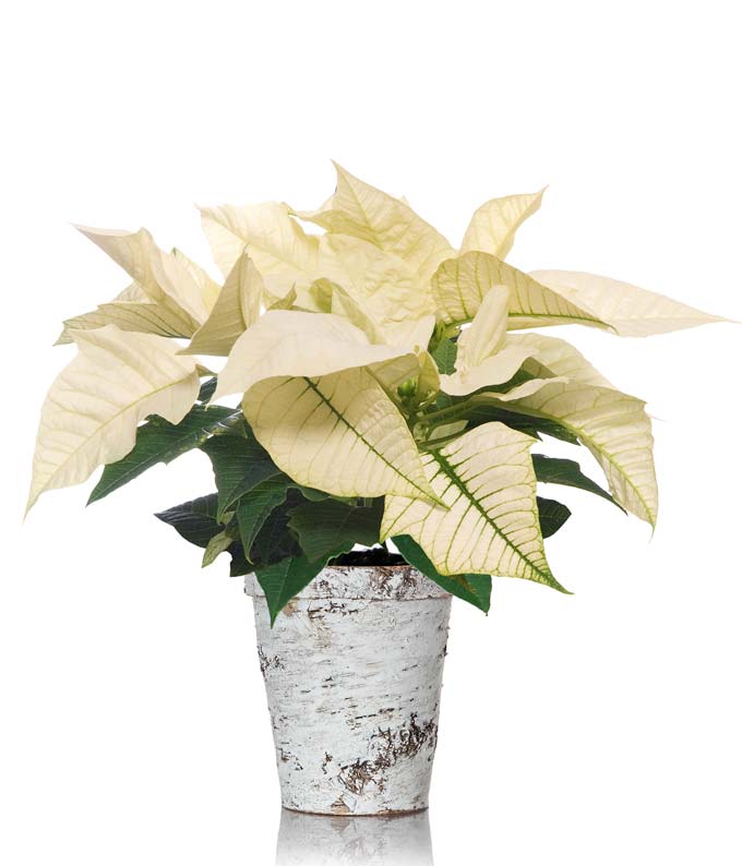 Winter Birch White Poinsettia Plant