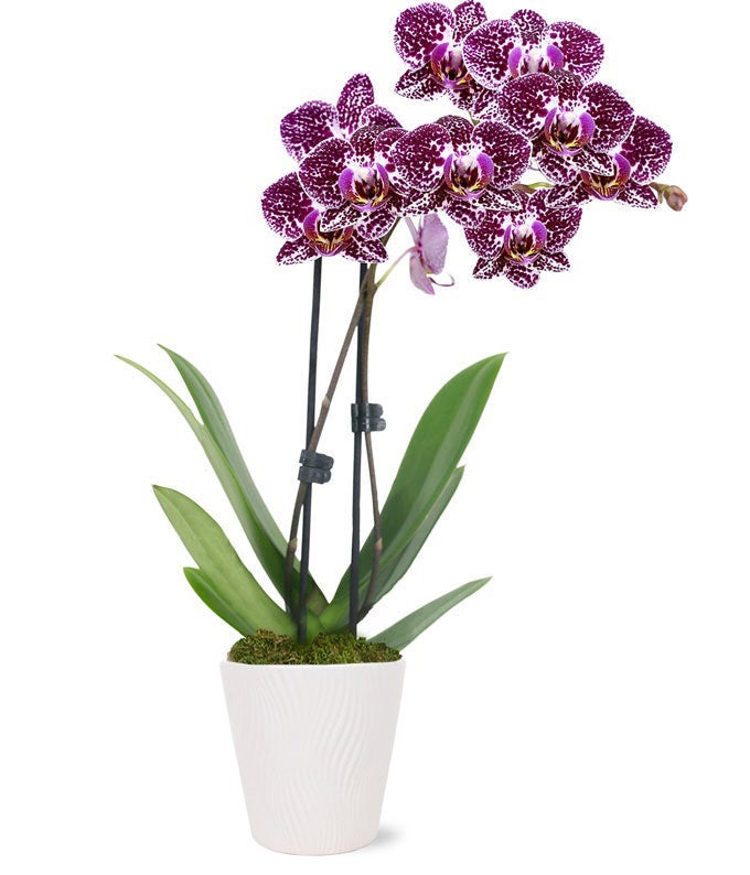 Mother&#39;s Day Paradise Purple Orchid