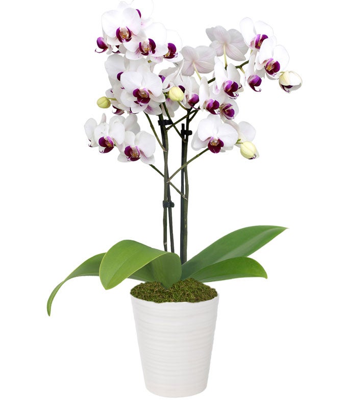 lavender orchid plant Purple & White Delight Orchid Plant