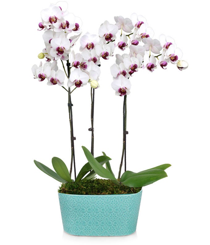 Petal Perfection Orchid Plant Duo