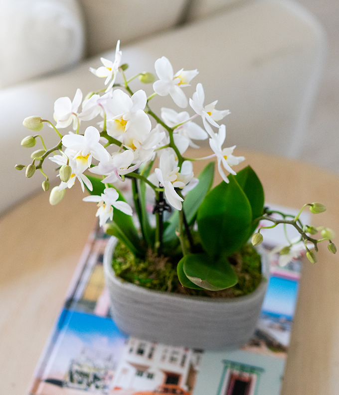 Purely Pristine White Orchid Duo