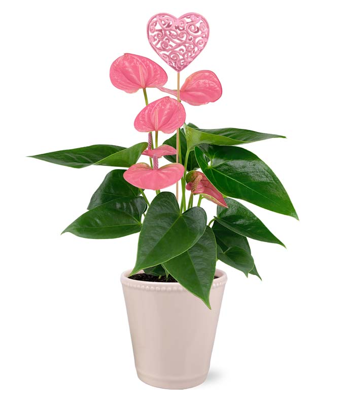 Pink Heart Potted Anthurium
