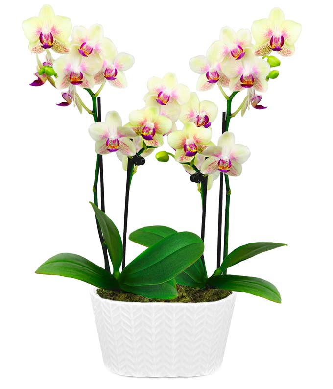 Sunny Days Orchid Duo