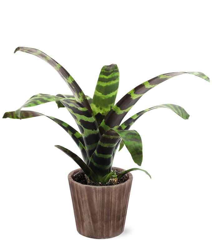 Tropical Bromeliad Potted Plant in Natural Wood