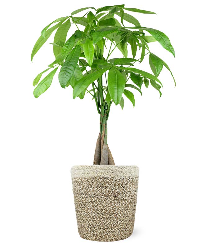 money plant with pot Potted Money Tree