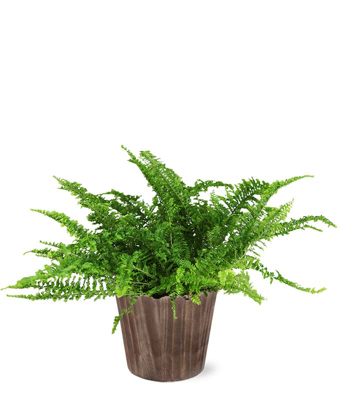 fern plant delivered