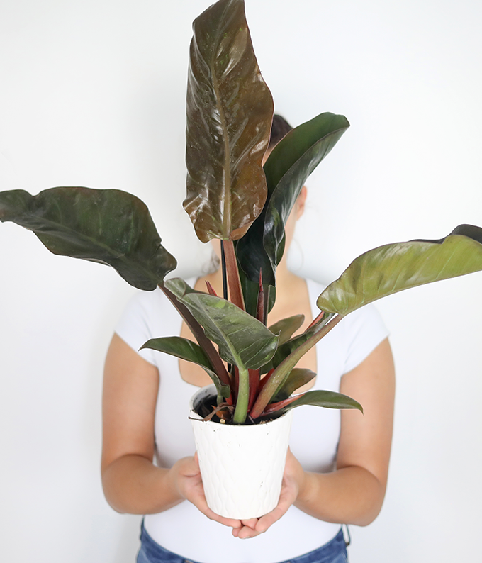 Red Philodendron Potted Plant