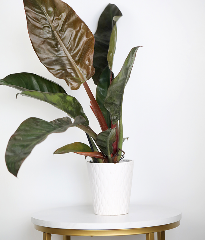 Red Philodendron Potted Plant