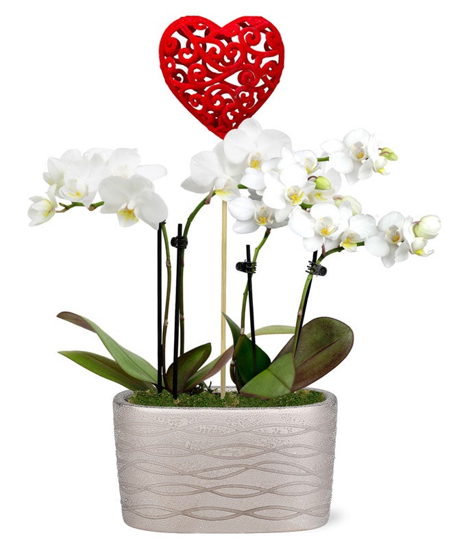 Mini Heart Orchid Garden