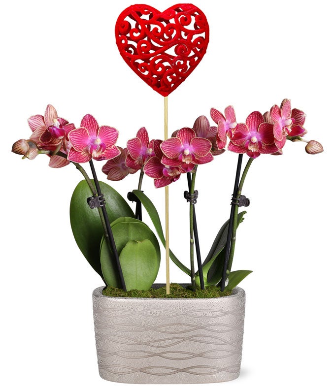 Beating Hearts Mini Orchid Garden