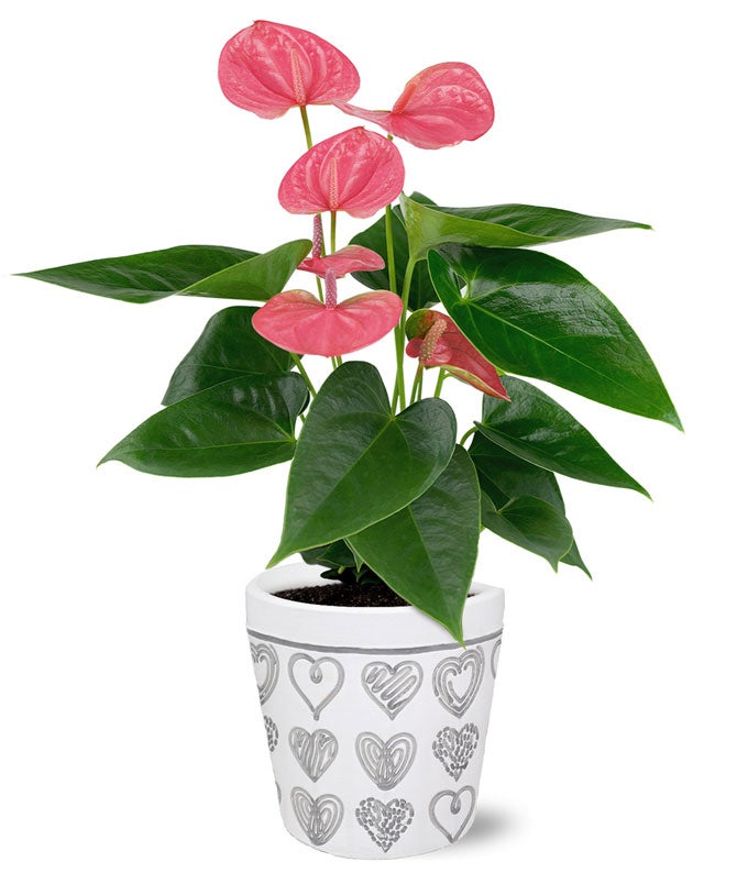 Lovely Pink Potted Pink Anthurium