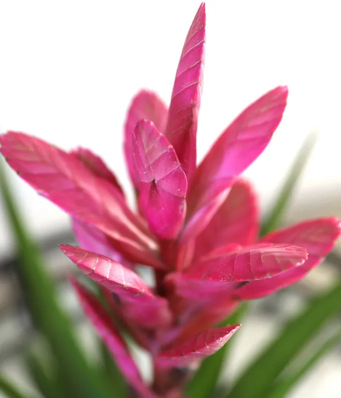 Lovely Pink Bromeliad Planter