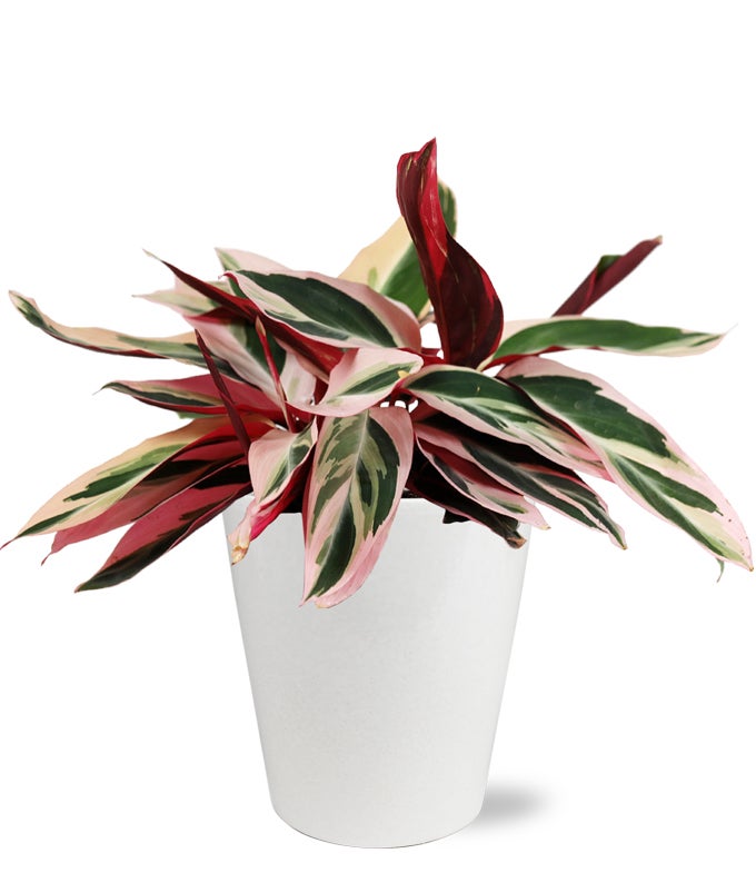 Pink Calathea Triostar Potted Plant