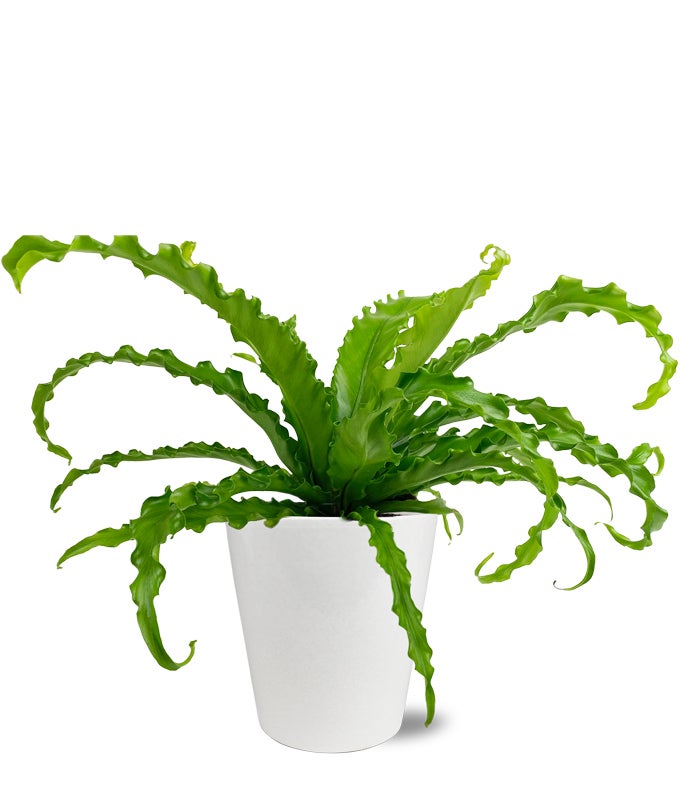 potting soil for bird's nest fern Bird's Nest Fern Potted Plant